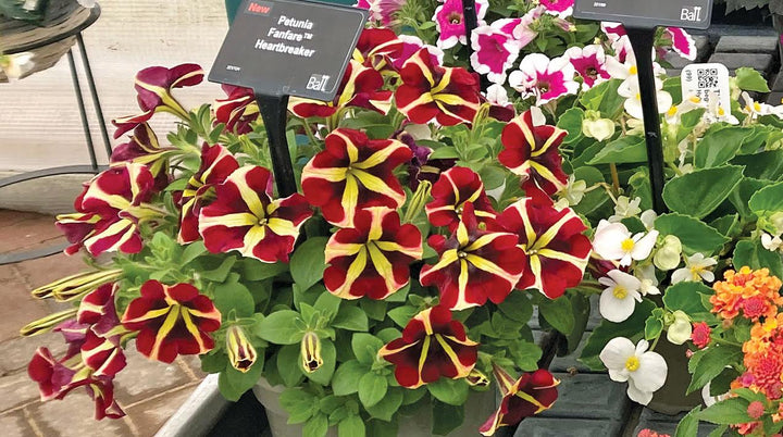 Red & Yellow Petunia Flower Seeds for Planting – Heirloom Non-GMO, High Germination Organic Garden Seeds
