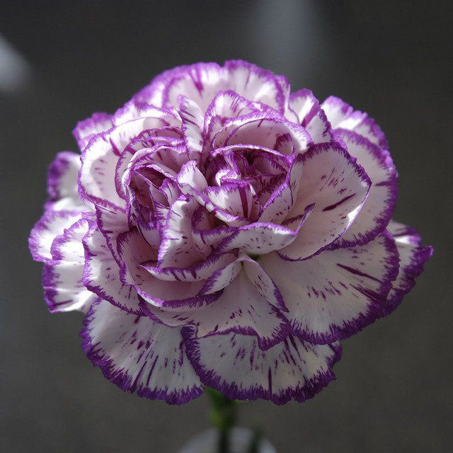 White Crimson Rim Flower Seeds for Planting – Heirloom, Non-GMO, High Germination Organic Garden Seeds