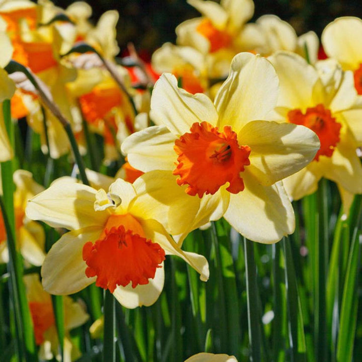 Flower Seeds, Seeds,Seeds For Planting,Plant Seeds