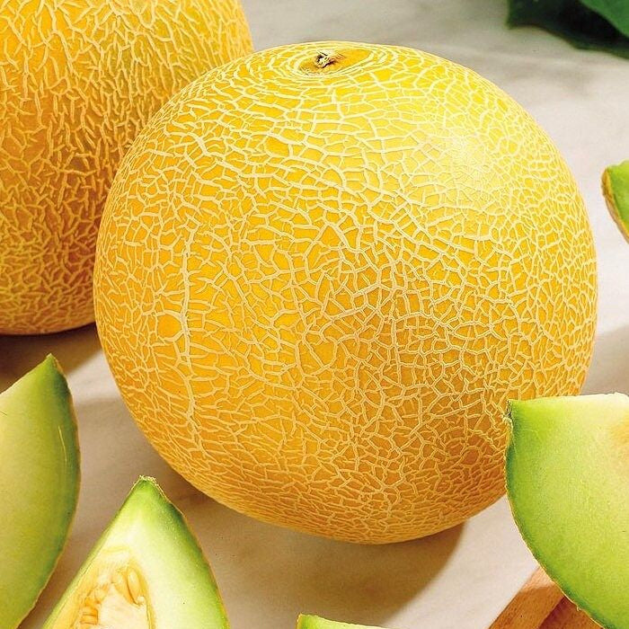 Melon Lesya fruit seeds for planting – Heirloom & Non-GMO garden seeds, flavorful rare melon variety