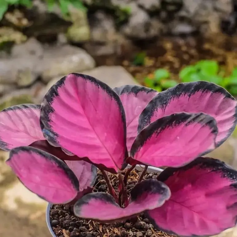 Crimson Calathea Flower Seeds for Planting – Heirloom, Non-GMO, High Germination Organic Garden Seeds