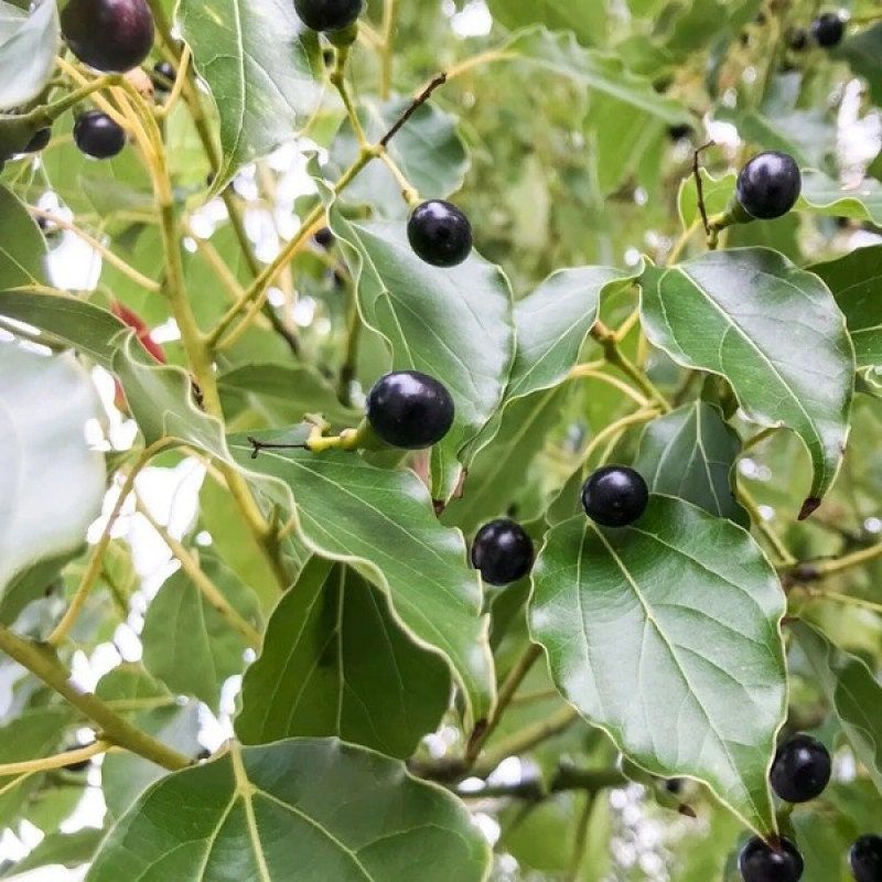 Camphor tree seeds for planting - Heirloom & Non-GMO garden seeds for fragrant ornamental plants