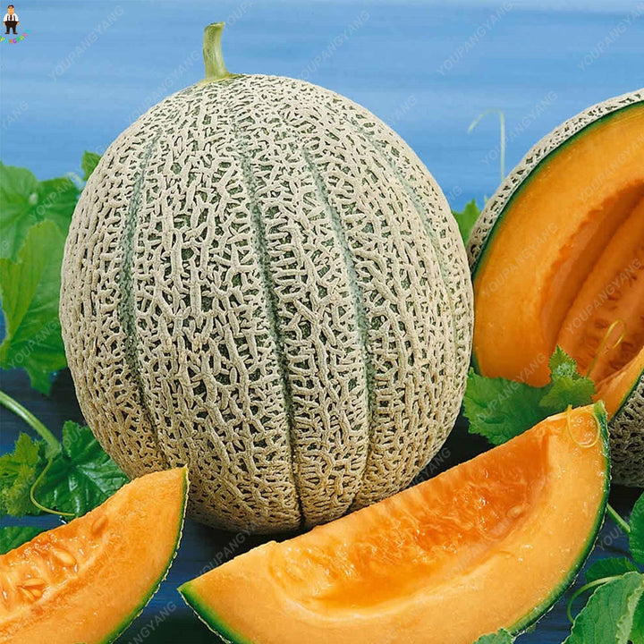 Light Yellow Cantaloupe Melon Fruit Seeds – Heirloom, Non-GMO Seeds for Summer Planting