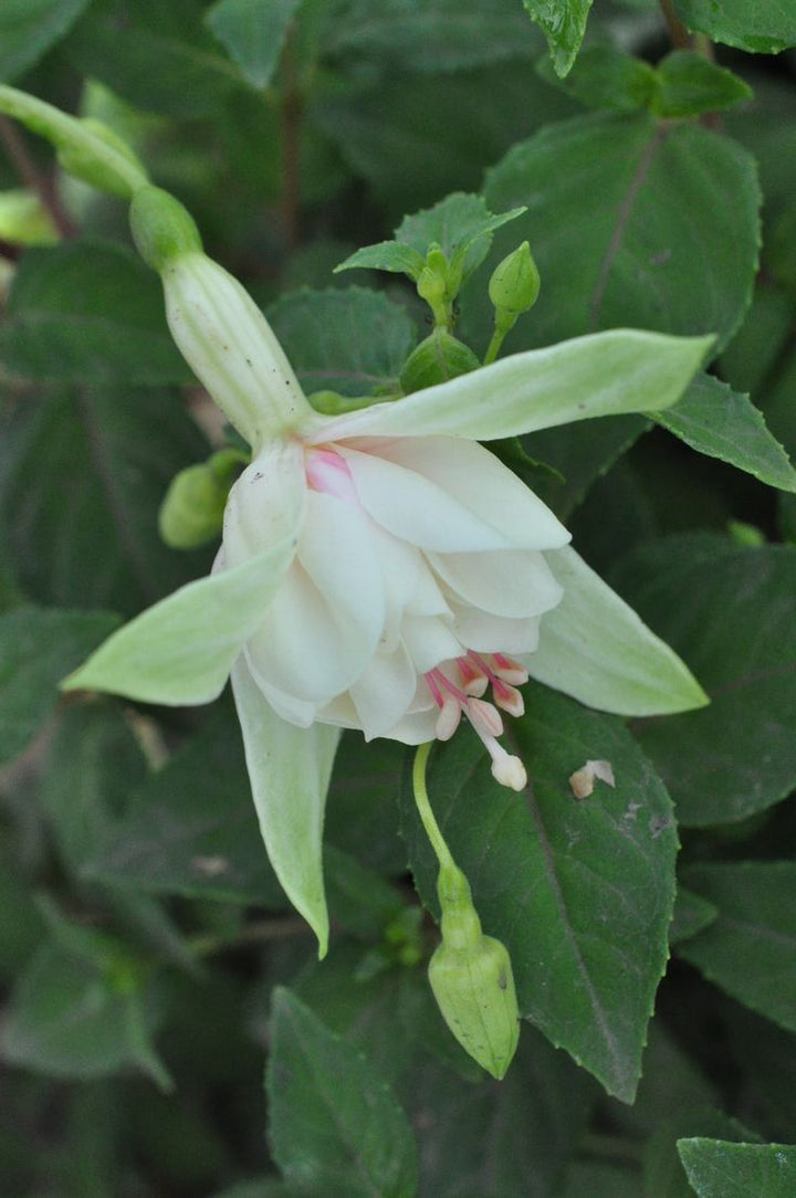 Fuchsia Green Flower Seeds for Planting - Heirloom Non-GMO High Germination Organic Garden Seeds