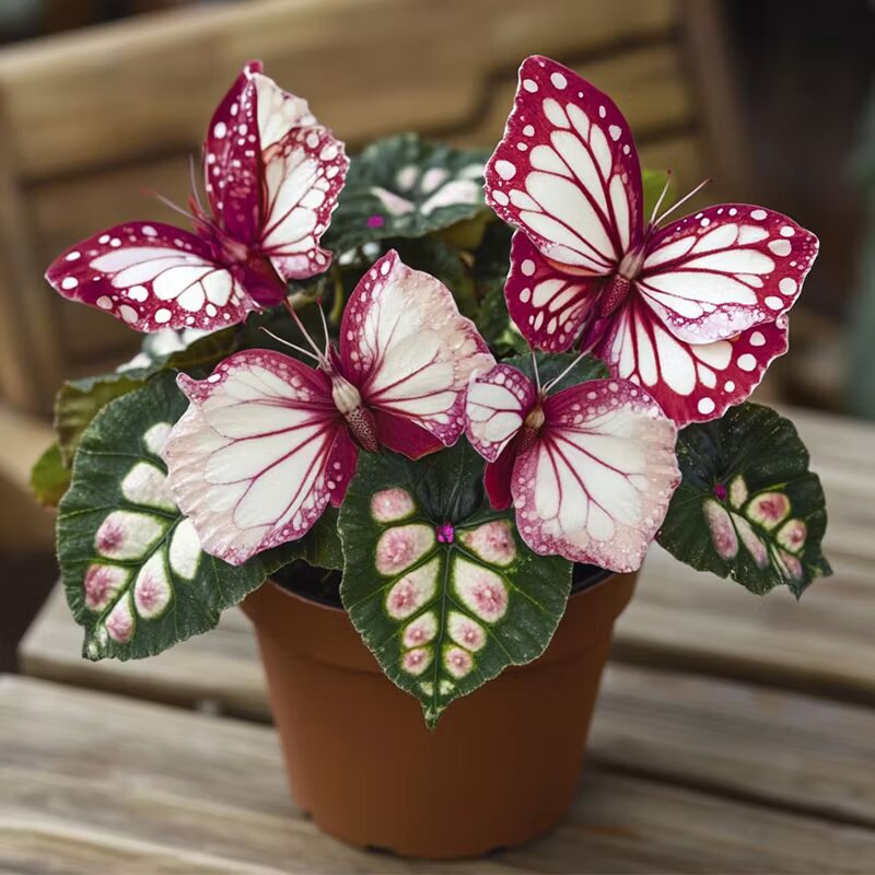 Grow Beautiful Butterfly Begonia Blooms with Unique Garden Charm