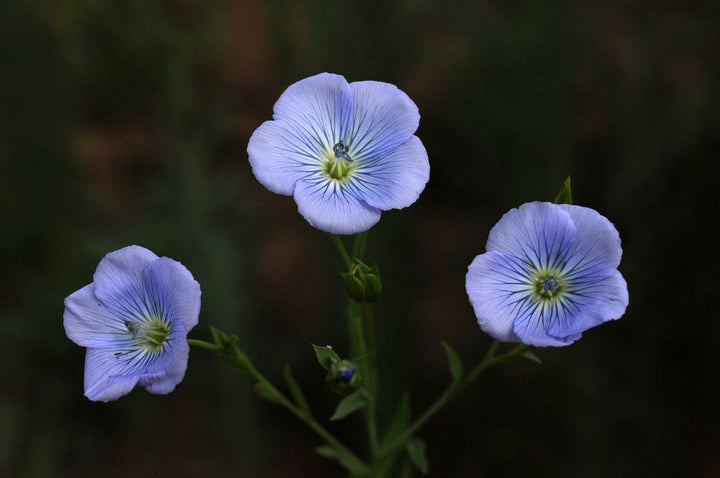 Usitatissimum Flower seeds for Planting – Bright Blooms, Heirloom & GMO Free Seeds for Home Garden