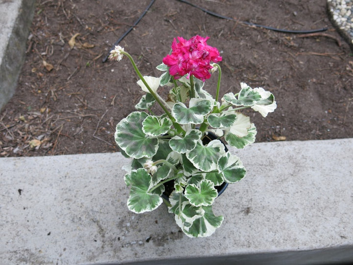White Green Geranium Flower Seeds for Planting – Heirloom, Non-GMO, High Germination Organic Garden Seeds