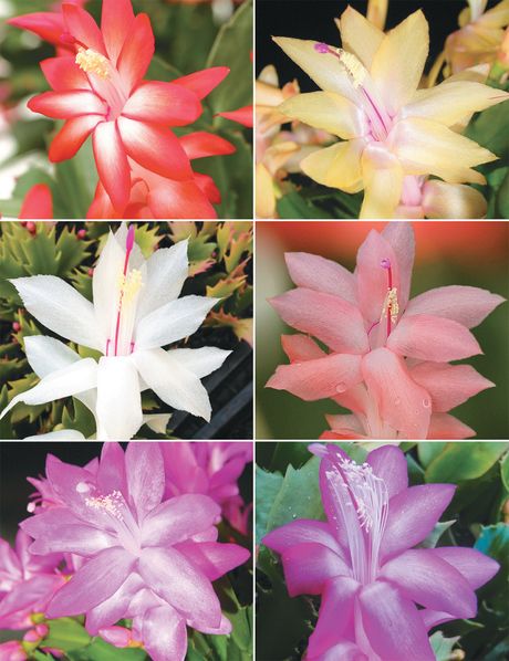 Mixed Zygocactus Truncatus Flower Seeds for Planting – Heirloom Non-GMO, High Germination Organic Garden Seeds