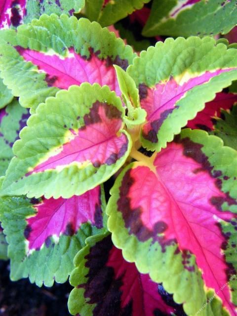 Green Pink Coleus Seeds for Planting – Heirloom, Non-GMO, Bright Foliage, High Germination Variety