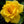 Yellow Sunblaze Miniature Rose Seeds for Planting - Non-GMO, Heirloom, High Germination Organic Garden Seeds