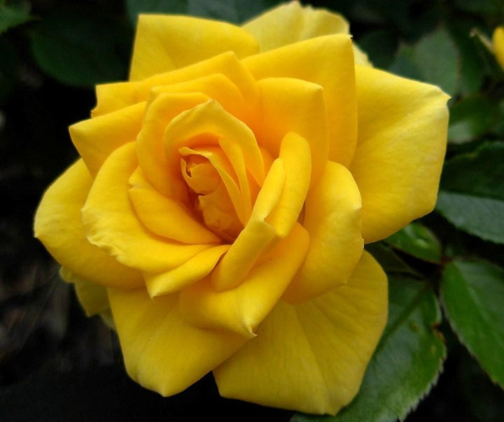 Yellow Sunblaze Miniature Rose Seeds for Planting - Non-GMO, Heirloom, High Germination Organic Garden Seeds