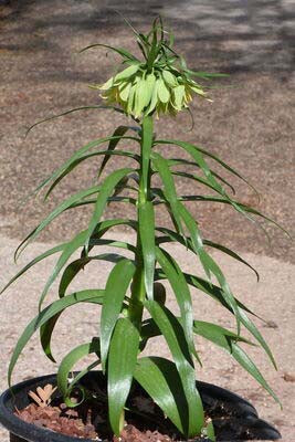 Green Crown Imperial Seeds for Planting – Heirloom, Non-GMO, Compact Growth, High Germination
