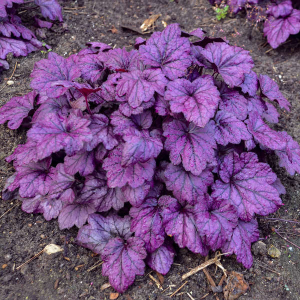 Purple Coral Bells Heuchera Seeds for Planting – Heirloom Non-GMO Organic Garden Seeds, High Germination