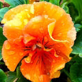 Orange Frizzle Sizzle Flower Seeds for Planting – Heirloom, Non-GMO, High Germination Organic Garden Seeds