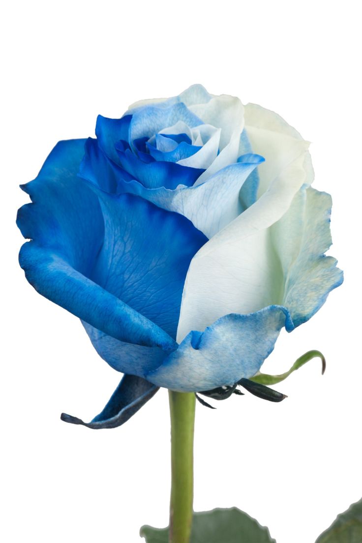 White Blue Rose Flower Seeds for Planting – Bright Blooms, Heirloom, Non-GMO, High Germination Organic Garden Seeds