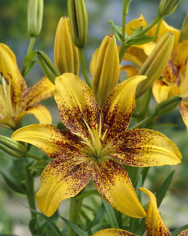 Yellow Brown Lilium Flower Seeds for Planting – Heirloom, Non-GMO, Shade Tolerant, High Germination