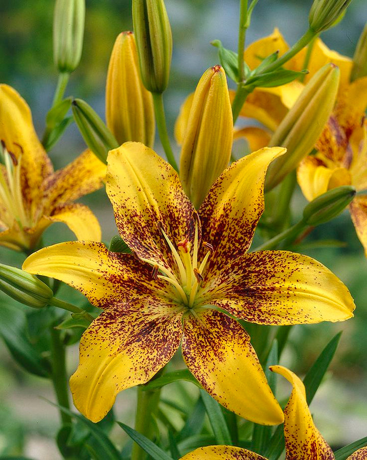 Yellow Brown Lilium Flower Seeds for Planting – Heirloom, Non-GMO, Shade Tolerant, High Germination