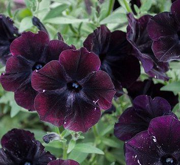 Petunia Debonair Black Cherry Flower Seeds for Planting – Heirloom, Non-GMO, Fragrant Home Garden Seeds