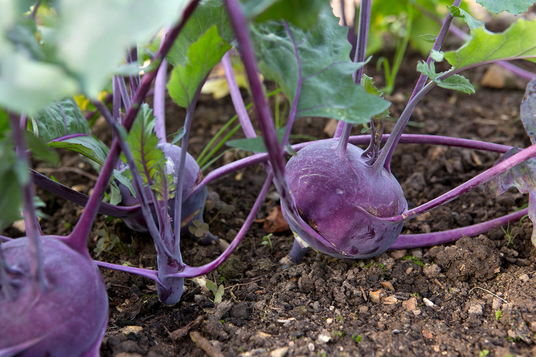 Purple Kohlrabi Vegetable Seeds for Planting – Heirloom & Non-GMO Seeds for Crisp, Sweet Bulbs