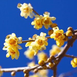 Flower Seeds, Seeds,Seeds For Planting,Plant Seeds