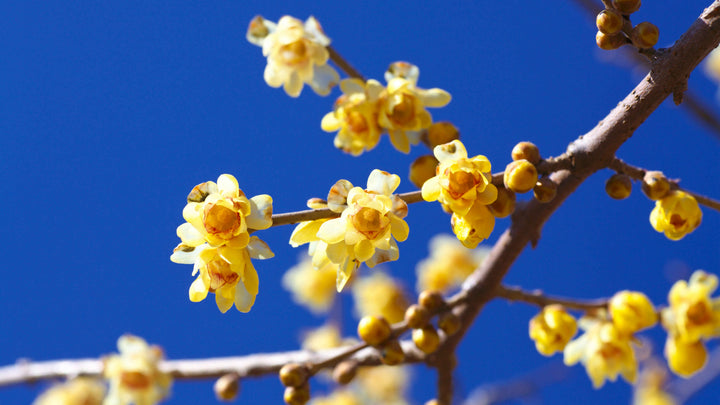 Flower Seeds, Seeds,Seeds For Planting,Plant Seeds