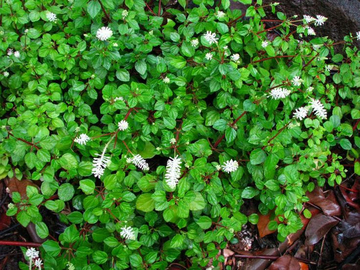 Pellucida Flower Seeds for Planting – Heirloom, Non-GMO, High Germination Organic Garden Seeds