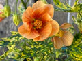 Light Orange Abutilon Flower Seeds for Planting – Bright Blooms Heirloom, Non-GMO, High Germination Garden Seeds