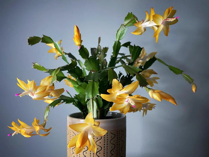 Yellow Schlumbergera Seeds for Planting – Heirloom, Non-GMO, Colorful Blooms – Organic Garden Seeds
