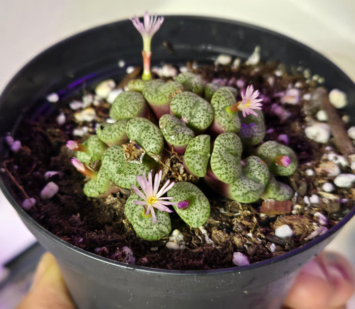 Green Conophytum Obcordellum Flower Seeds for Planting – Heirloom, Non-GMO, Organic Garden Seeds