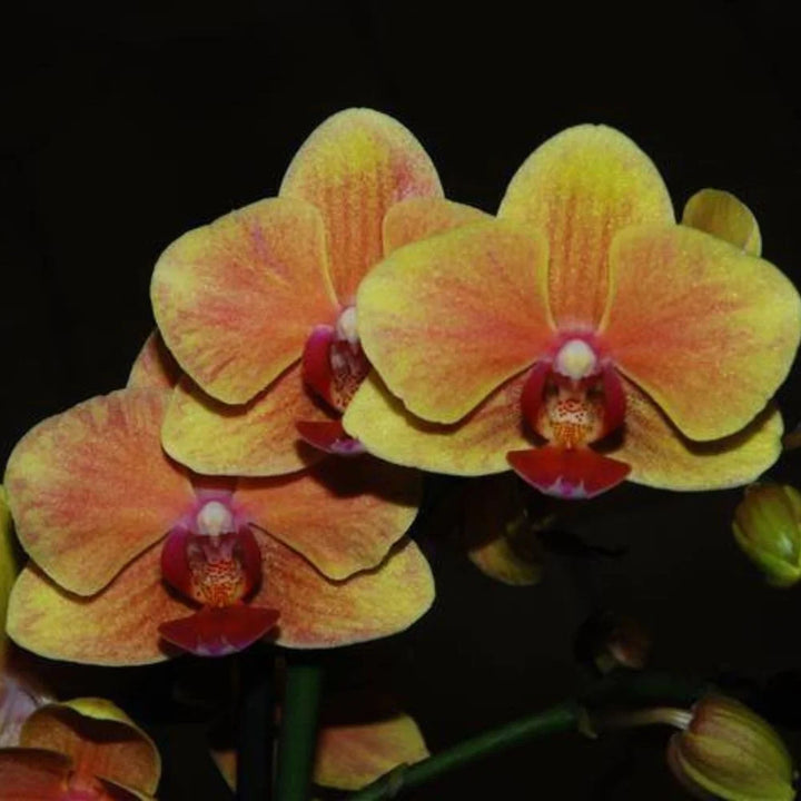 Green Brown Phalaenopsis Orchid Seeds for Planting – Heirloom, Non-GMO, High Germination Organic Garden Seeds