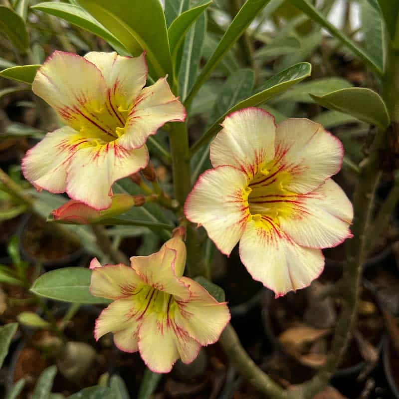 Yellow Pink Adenium Obesum Flower Seeds for Planting – Pollinator Friendly, Heirloom & Non-GMO Garden Seeds