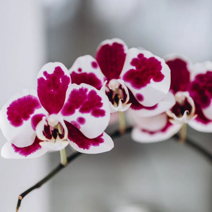 White Red Phalaenopsis Orchid Flower Seeds for Planting – Heirloom Non-GMO, High Germination Organic Garden Seeds