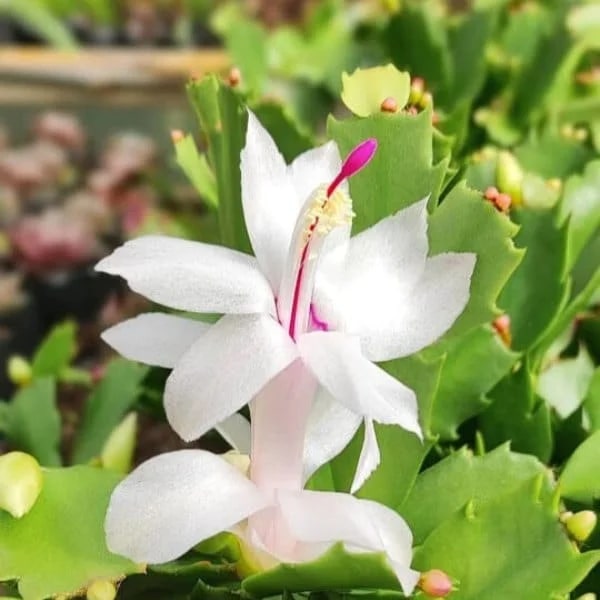 White Schlumbergera Flower Seeds for Planting – Heirloom, Non-GMO, High Germination Seeds