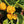 Yellow Brain Strain Pepper Seeds – Heirloom Non-GMO Super Hot Seeds for Planting, Organic Garden Seeds, High Germination