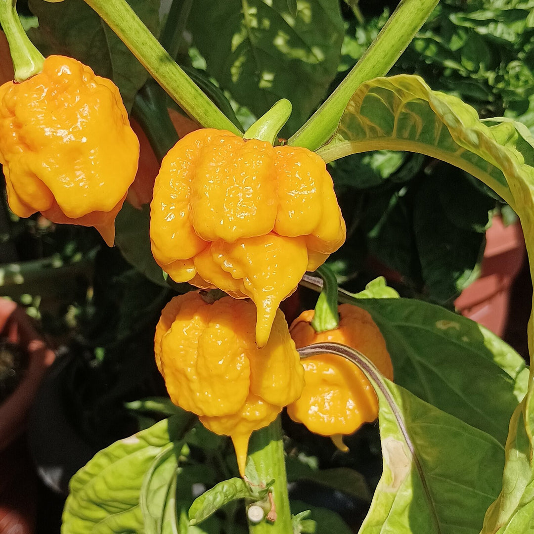 Yellow Brain Strain Pepper Seeds – Heirloom Non-GMO Super Hot Seeds for Planting, Organic Garden Seeds, High Germination
