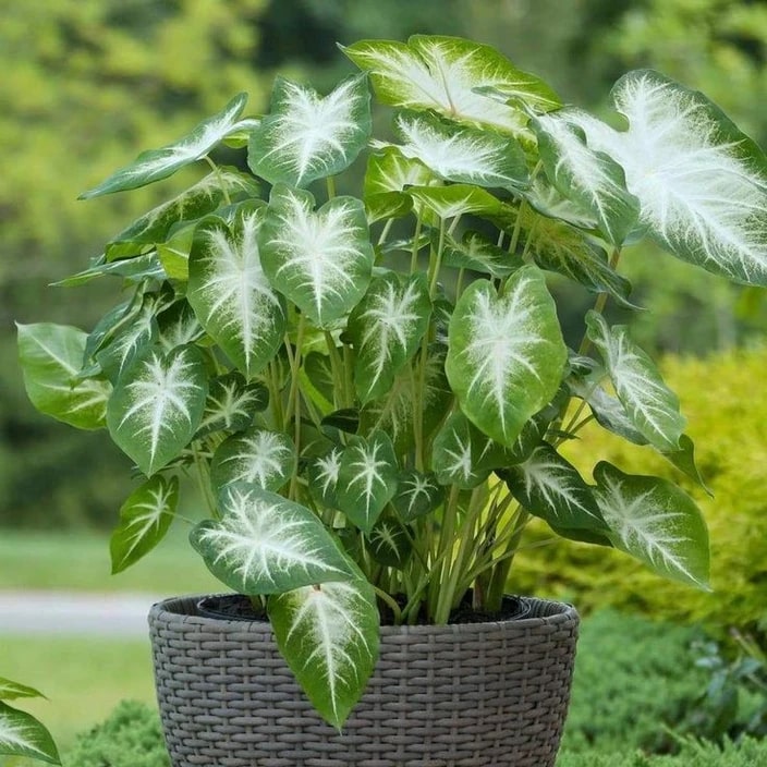 Green Thailand Caladium Flower Seeds for Planting – Heirloom, Non-GMO, High Germination Organic Garden Seeds