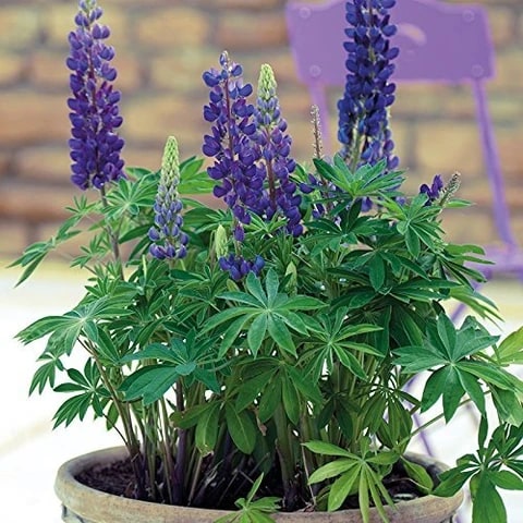 Lupine Purple Flower Seeds for Planting – Heirloom, Non-GMO, High Germination Organic Garden Seeds for Home Garden