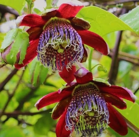 Passion Flower Seeds for Planting – Seasonal Bloomer, Heirloom Non-GMO, High Germination Organic Garden Seeds
