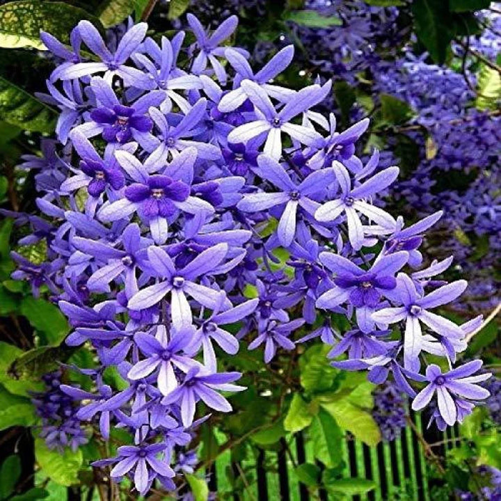 Flower Seeds, Seeds,Seeds For Planting,Plant Seeds