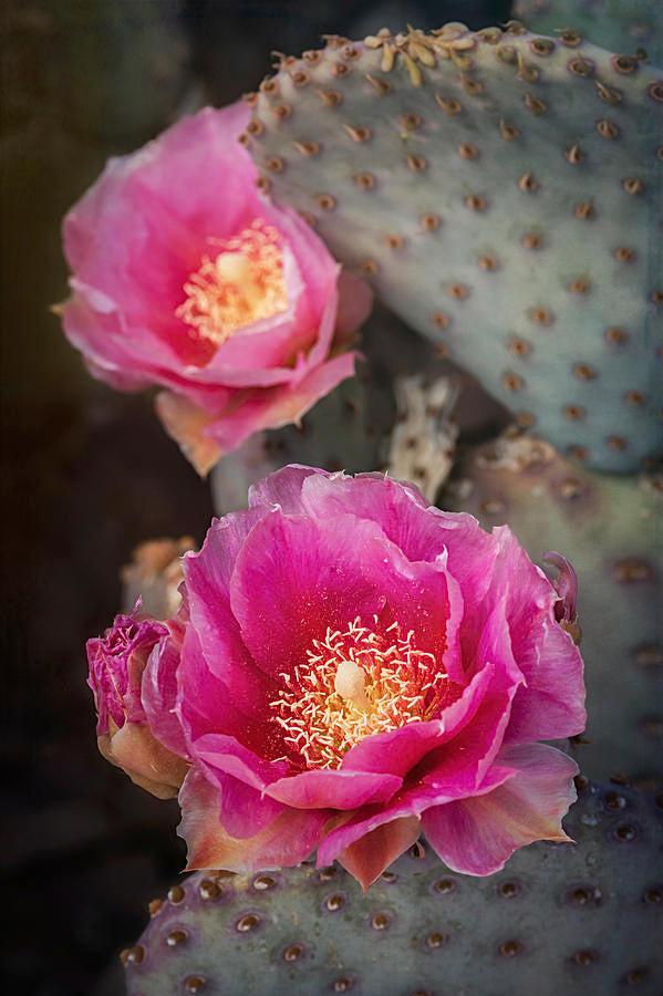 Pink Opuntia Flower Seeds for Planting | Heirloom Non-GMO Organic Garden Seeds, High Germination