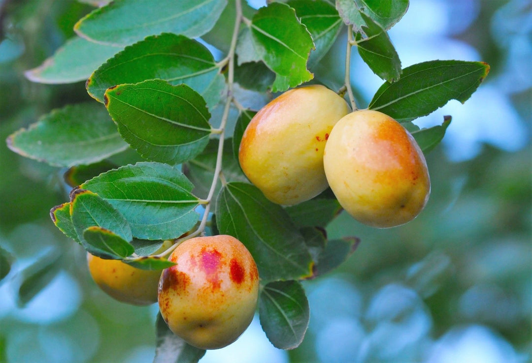 Brown Ziziphus Jujuba Fruit Seeds for Planting – Heirloom, Non-GMO, Hardy Unique Tree Seeds, High Germination