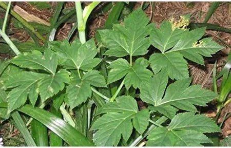 Angelica Keiskei Herb Seeds for Planting – Heirloom, Non-GMO, Organic Garden Seeds with High Germination