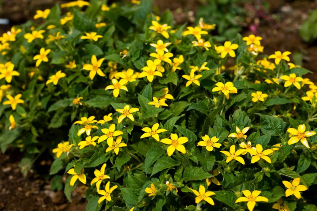 Yellow Perennial Flower Seeds for Planting – Premium Quality, Heirloom & Non-GMO for Home Garden