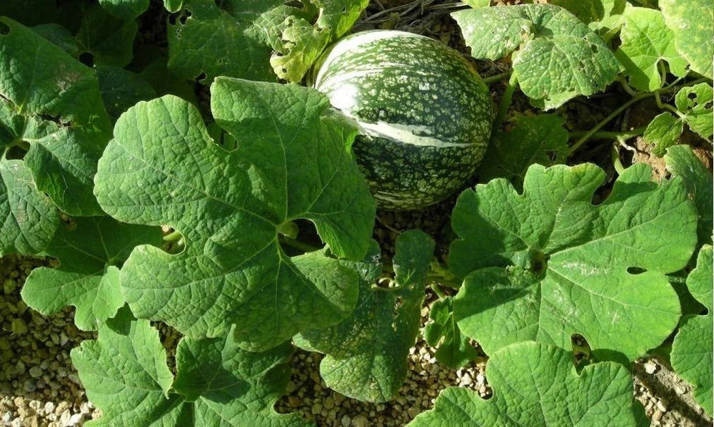 Fig Leaf Gourd (Chilacayote) Seeds for Planting – Heirloom, Non-GMO, Rare Asian Pumpkin – High Germination