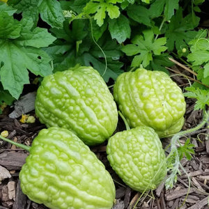 Vegetable Seeds,Garden seeds, Seeds For Planting,Plant Seeds