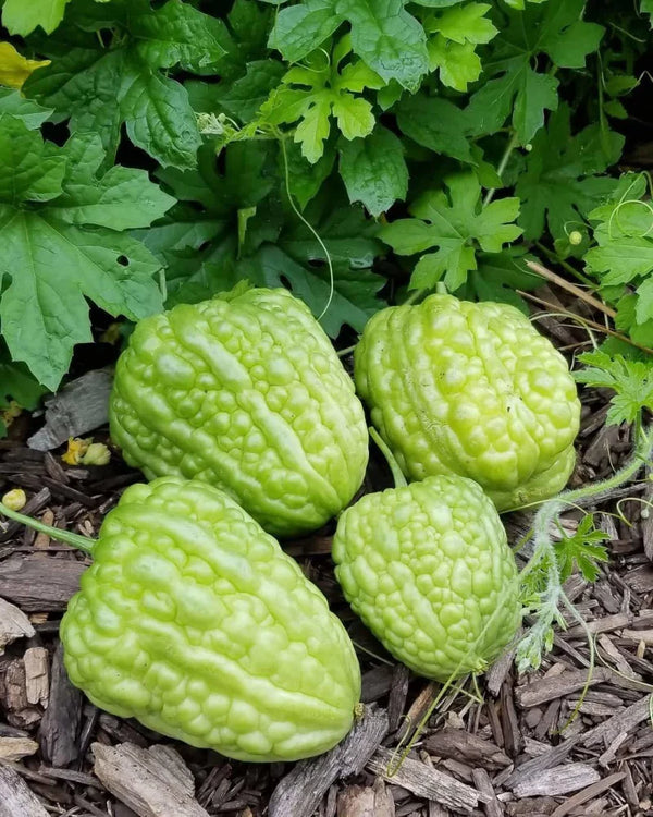 Vegetable Seeds,Garden seeds, Seeds For Planting,Plant Seeds