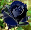 Blue Gray Rose Flower Seeds for Planting – Heirloom, Non-GMO, Long Bloom Season, High Germination