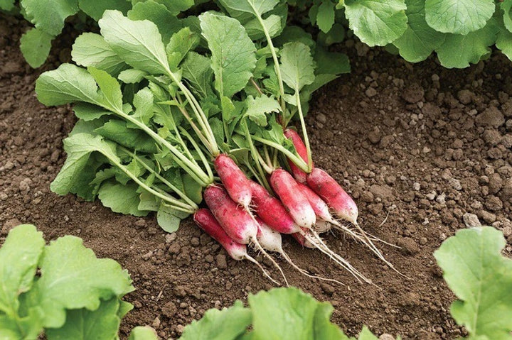French Breakfast Radish Seeds for Planting – Heirloom, Non-GMO Vegetable Seeds