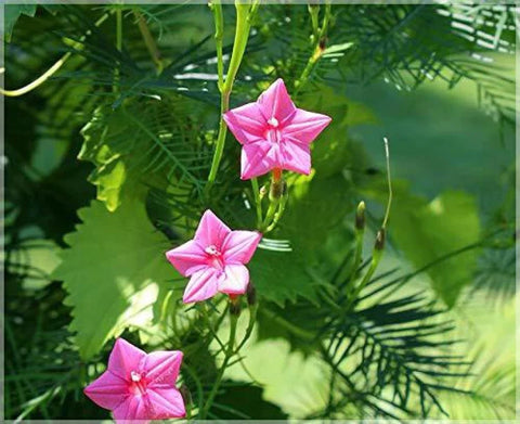 Flower Seeds, Seeds,Seeds For Planting,Plant Seeds