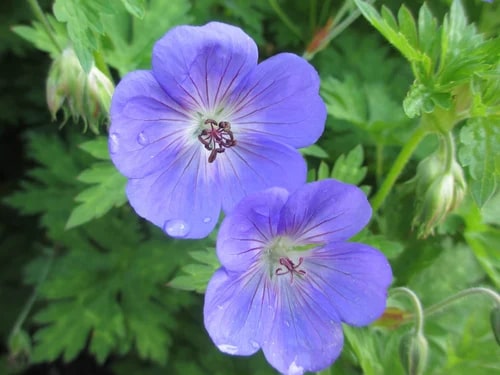 Geranium Flower Seeds for Planting, Purple – Heirloom, Non-GMO, High Germination Organic Garden Seeds
